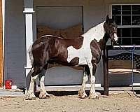 brown-tobiano-horse