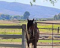 all-around-trail-riding-gypsy-vanner-horse