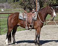 cross-draft-horse