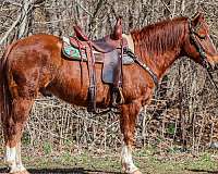 all-around-quarter-horse