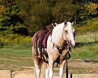 palomino-white-pony