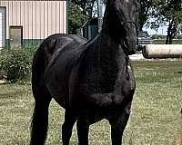 blue-roan-stallion-quarter-horse