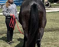 breeding-quarter-horse