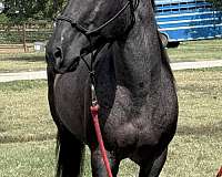 blue-roan-quarter-horse-stallion