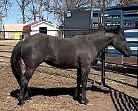 blue-roan-stallion-horse