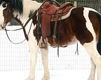 all-around-draft-horse