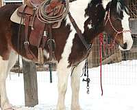 cross-draft-horse