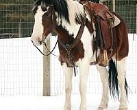 draft-horse