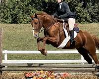 dressage-thoroughbred-horse