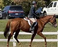 eventing-thoroughbred-horse