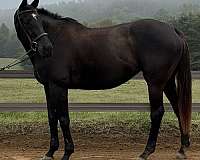 dressage-thoroughbred-horse