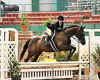 equitation-thoroughbred-horse