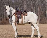 available-percheron-horse