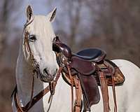 couple-percheron-horse