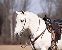 cows-percheron-horse