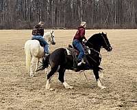 does-what-you-ask-of-him-percheron-horse