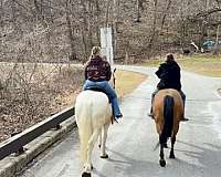 don-percheron-horse