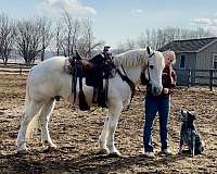 hooves-percheron-horse