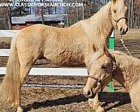 bentley-missouri-fox-trotter-horse