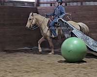 compete-missouri-fox-trotter-horse