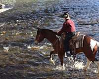 rough-country-horse