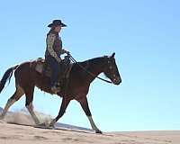 tobiano-bay-horse