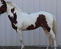 white-paint-pony