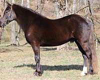 parade-rocky-mountain-horse