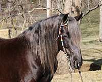 trail-rocky-mountain-horse