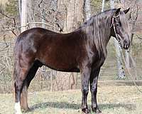 gaited-rocky-mountain-horse