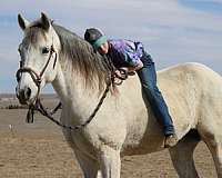 rope-horse-andalusian