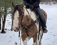 tobiano-dun-horse