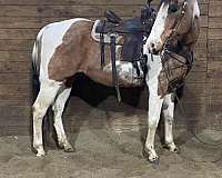 beginner-quarter-horse