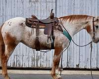 white-snowcapped-appaloosa-horse