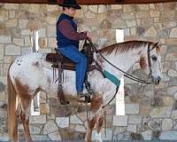 trail-appaloosa-horse