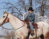 western-appaloosa-horse