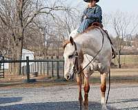 appaloosa-horse