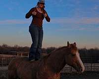 beginner-mount-gelding