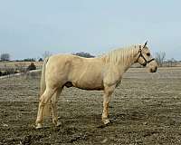 western-saddlebred-horse