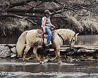 beginner-saddlebred-horse