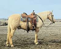 ranch-saddlebred-horse