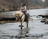 trail-riding-saddlebred-horse