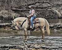 western-pleasure-saddlebred-horse