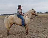 palomino-saddlebred-gelding