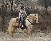 western-riding-saddlebred-horse