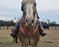 draft-belgian-horse