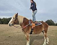 trail-belgian-horse