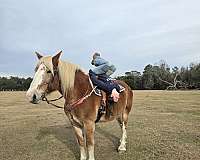 trail-riding-belgian-horse