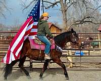 dressage-quarter-horse