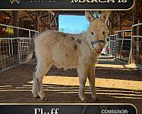 miniature-donkey-stallion